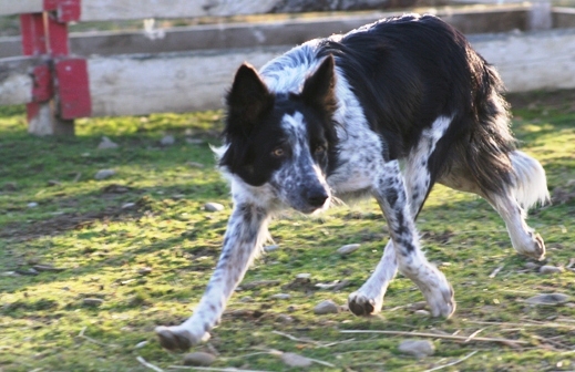 dressage de border collie