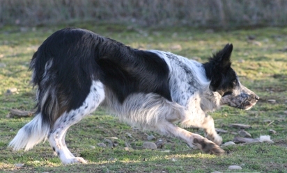 border collie dress