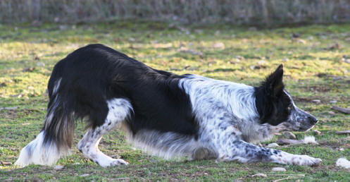 vido de border collie