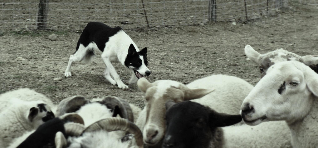 Elevage de Border collies Des terres de border