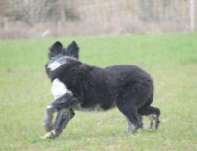 border collie chien de berger