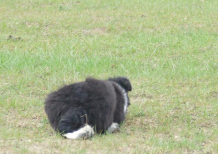 chien de berger dans l'aude