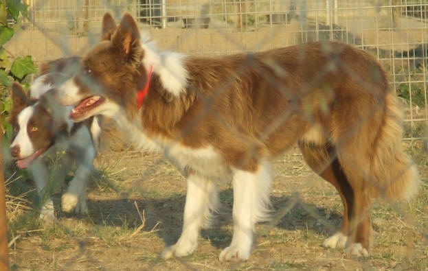 Border collie rouge