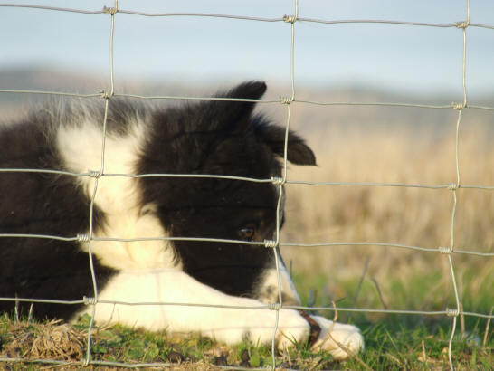 annonces chiots border collie