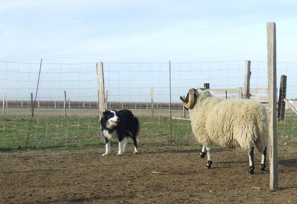 levage de border collie france