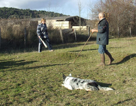 levage de border collie france