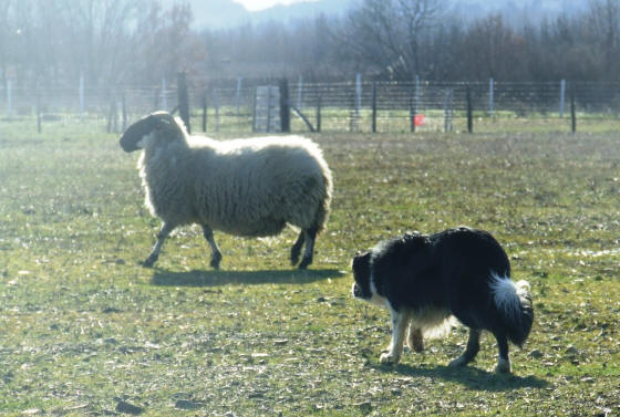 dressage de border collie