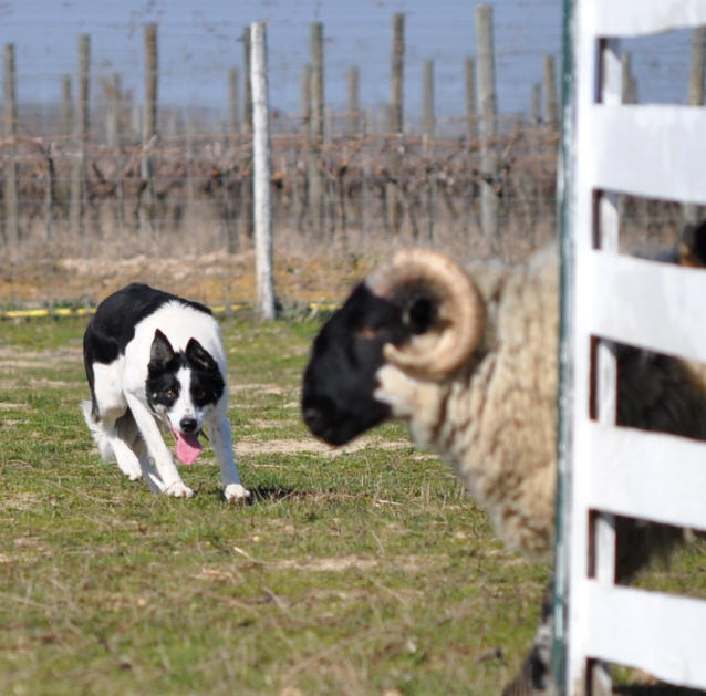 Image Border collie