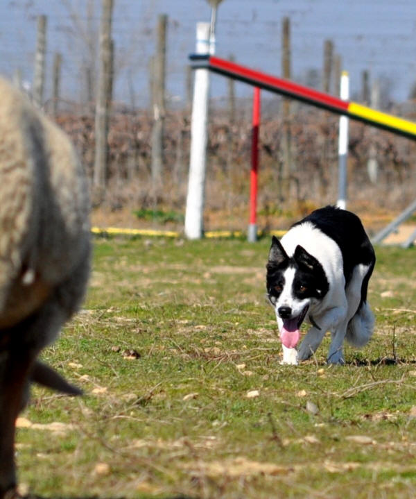 levage de border collie dans l'aude