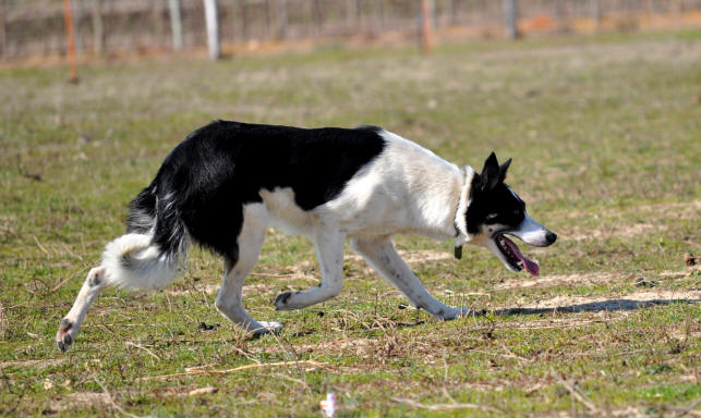 Dressage de chiens de berger