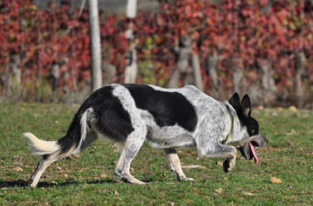 Chiot border collie bleu merle