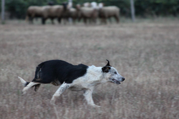 Chiot border collie tricolore