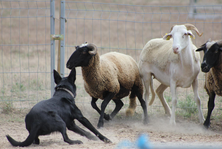 Kelpie au travail sur moutons