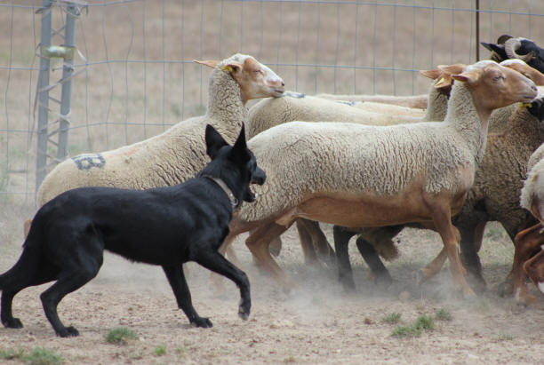 Kelpie