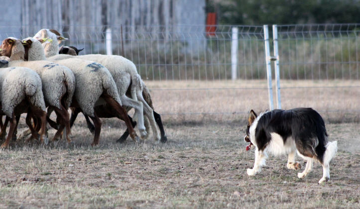 Border collie tricolore vs moutons.