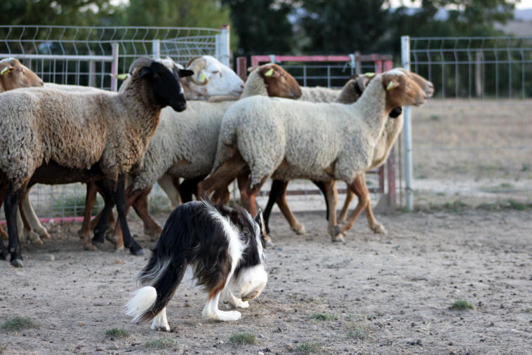 Border collie tricolore