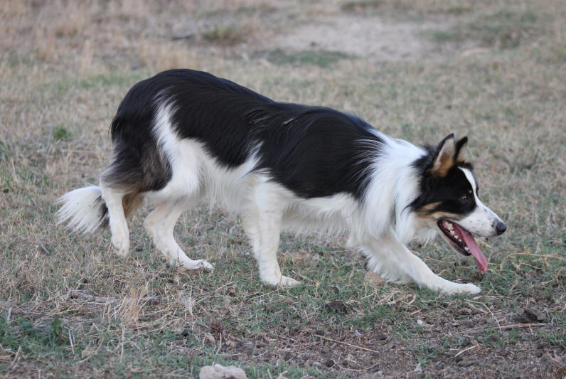 Dressage de chiens de berger en France