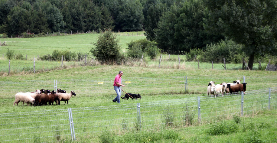 Elevage de Border collies dans l'Ain.