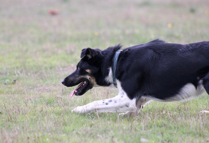 Border collie  vendre.