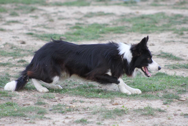 Border collie levage dans l'Aude