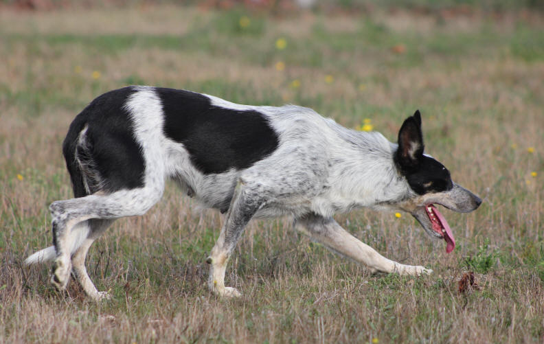 Border collie merle tricolore