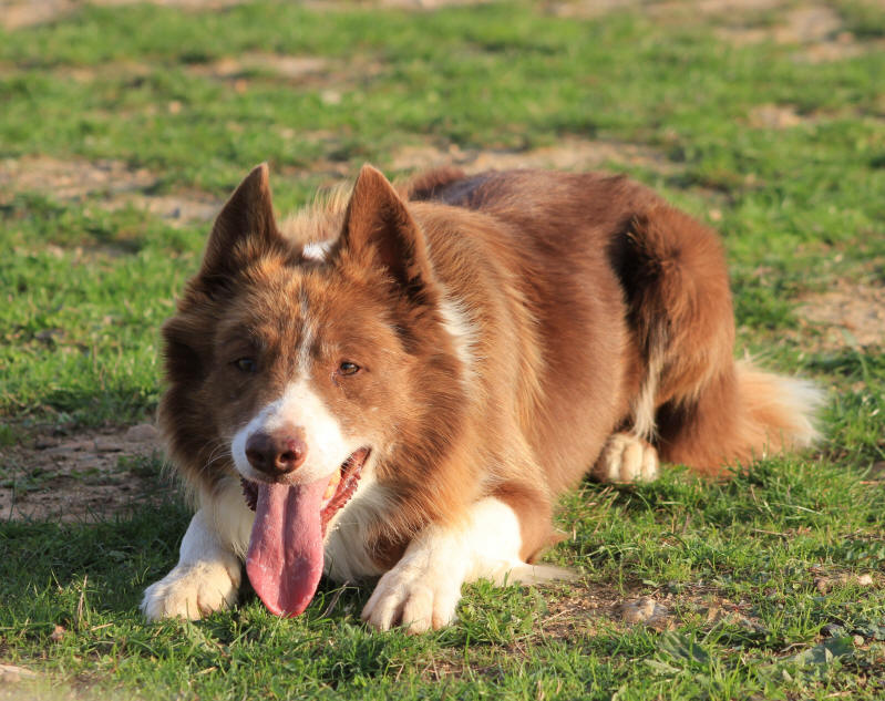 Border collie rouge