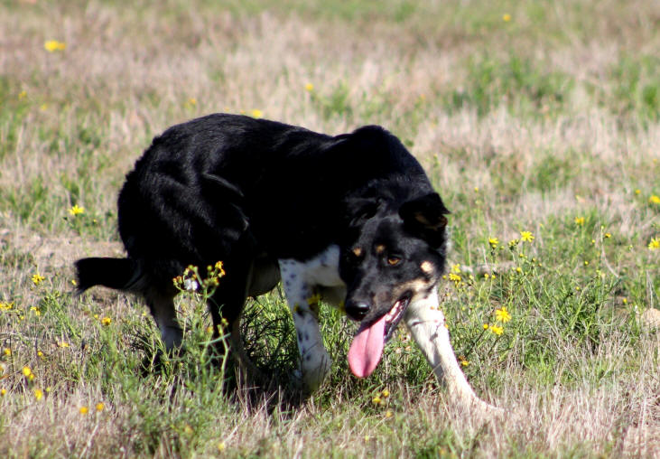 Border collies