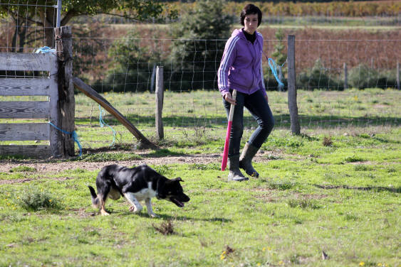 Border collie dressage dans l'Aude chez Kergomard