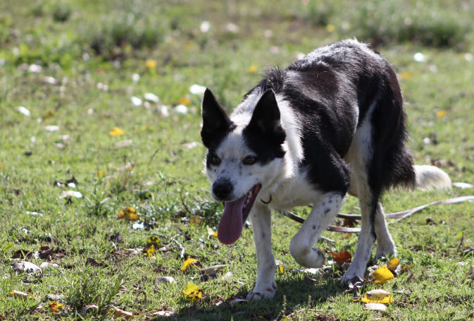 Border collie dress.