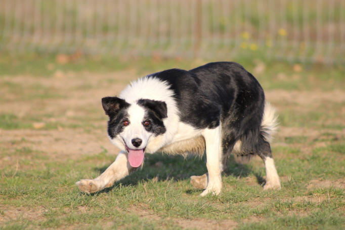 Border collie premier chien de berger franais.