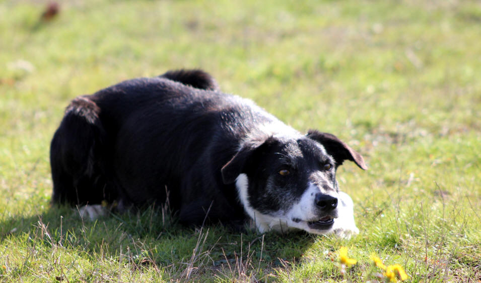 Border collie poil ras.