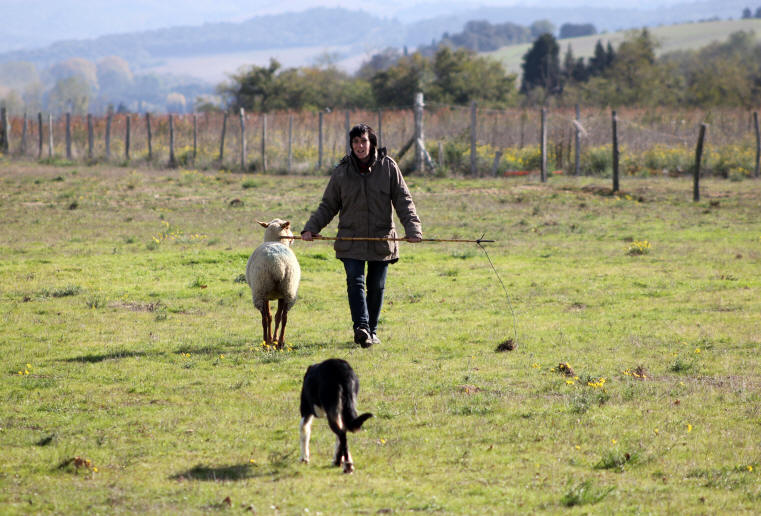 Dresser son chien Border collie dans l'Aude