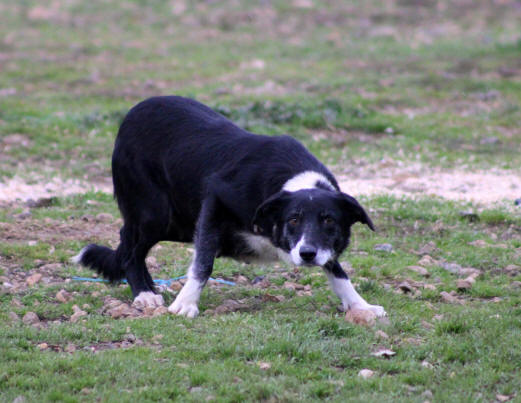 Border collie image