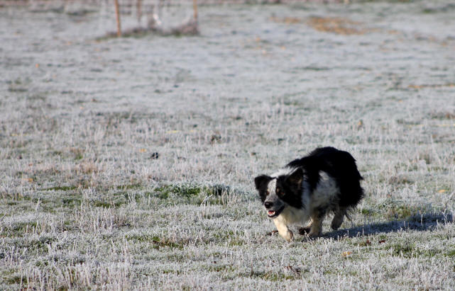 Photo Border collie