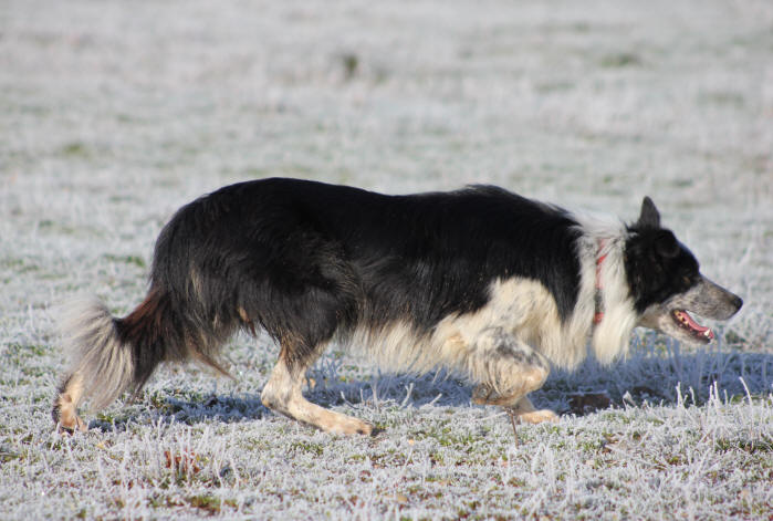 Border collie levage.