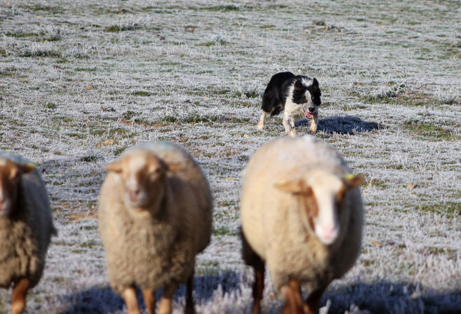 Border collie dressage