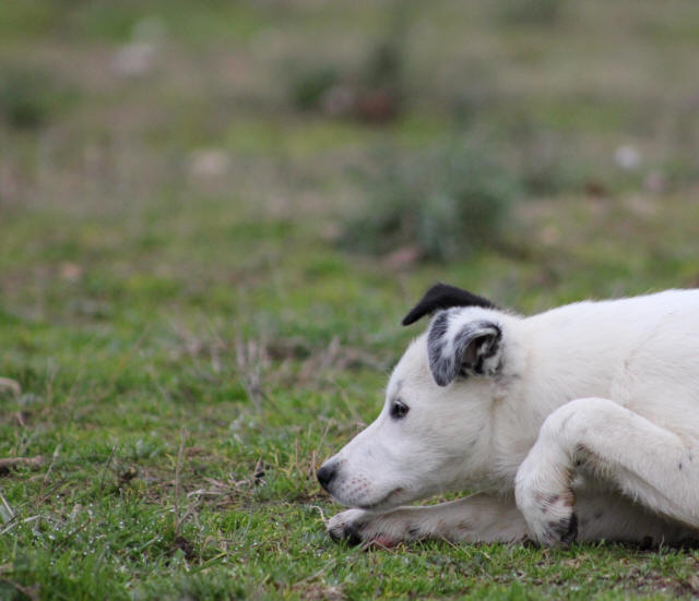 Border collie blanc