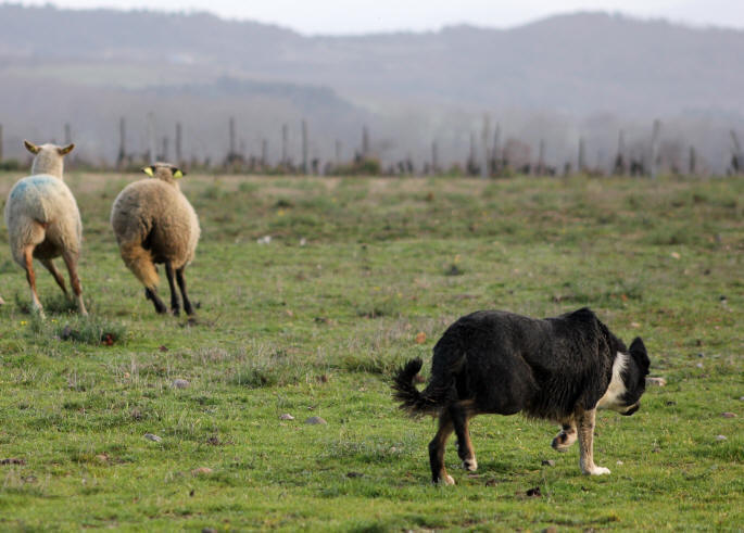 Prix d'un Border collie