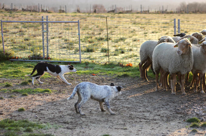 Prix d'un chiot Border collie