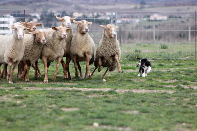 Dressage de Border collie