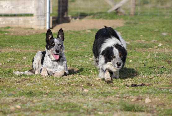 Border collie caractre