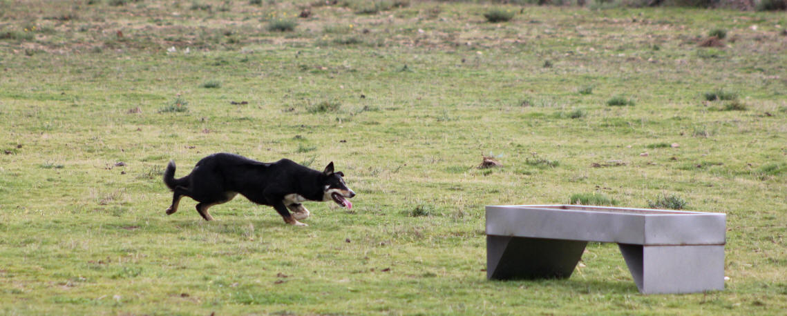 Dressage de chiens de berger