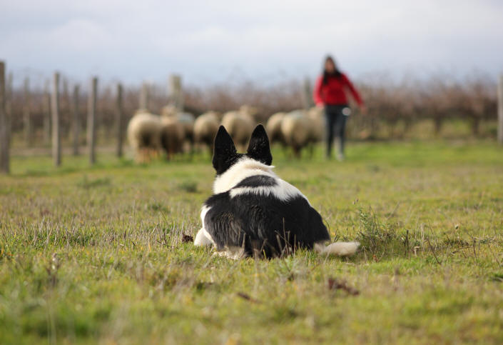 Chien Border collie au travail