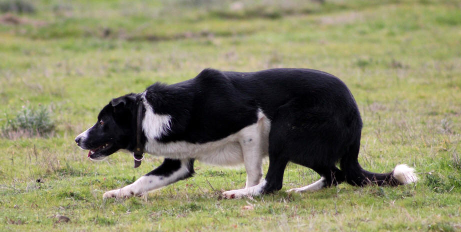 Elevage de Border collie