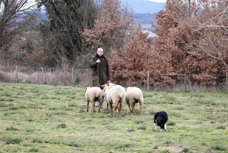 Caractre du Border collie