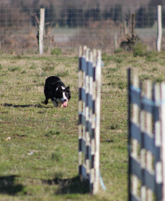 Border collie a vendre