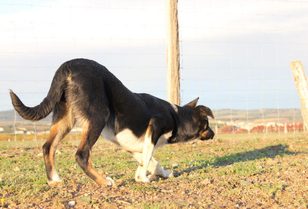 chiot border collie tricolore