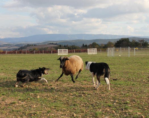 Border collies