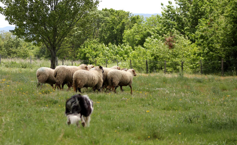 Border collie bleu merle