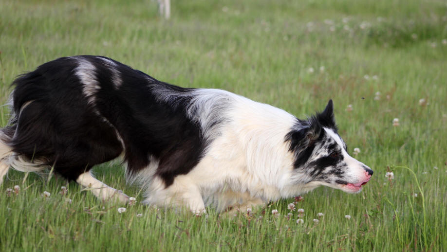 Chienne Border collie Bleu merle